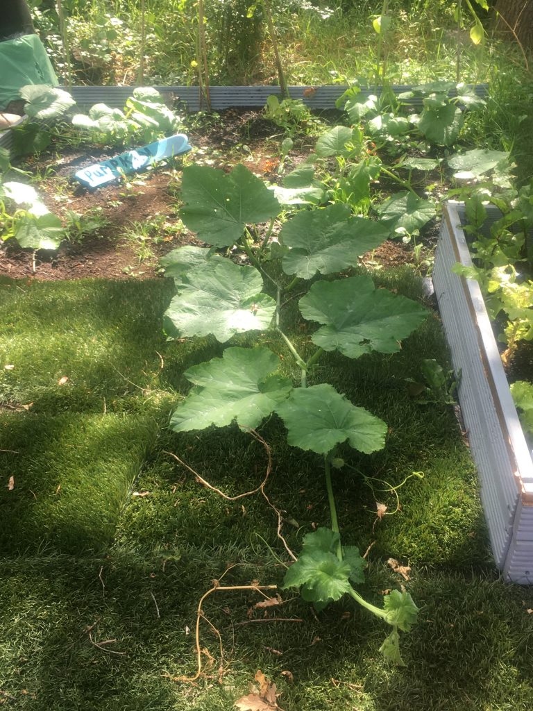 Pumpkin vines