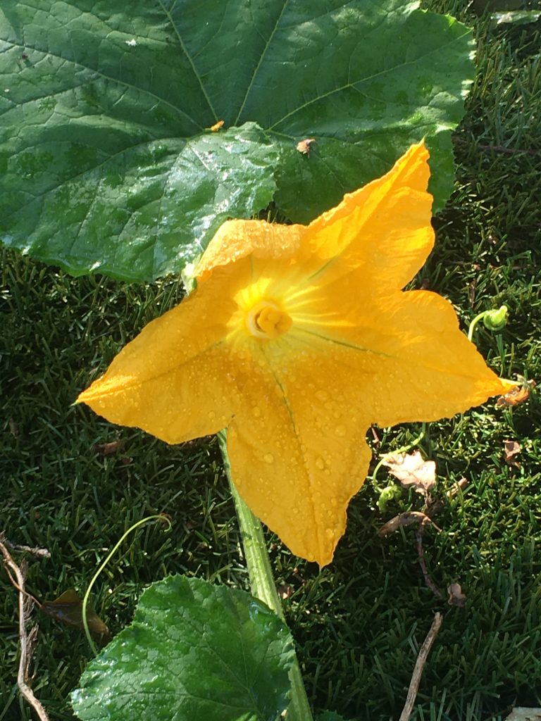 pumpkin flower